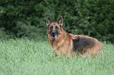 BERGER ALLEMAND 1214